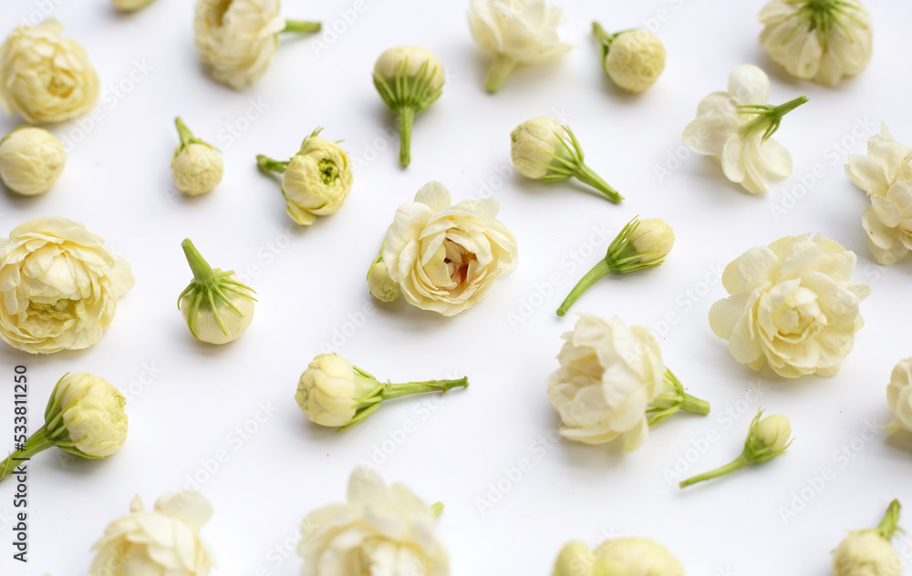 Jasmine flower on white background. Jasmine flower on white background.