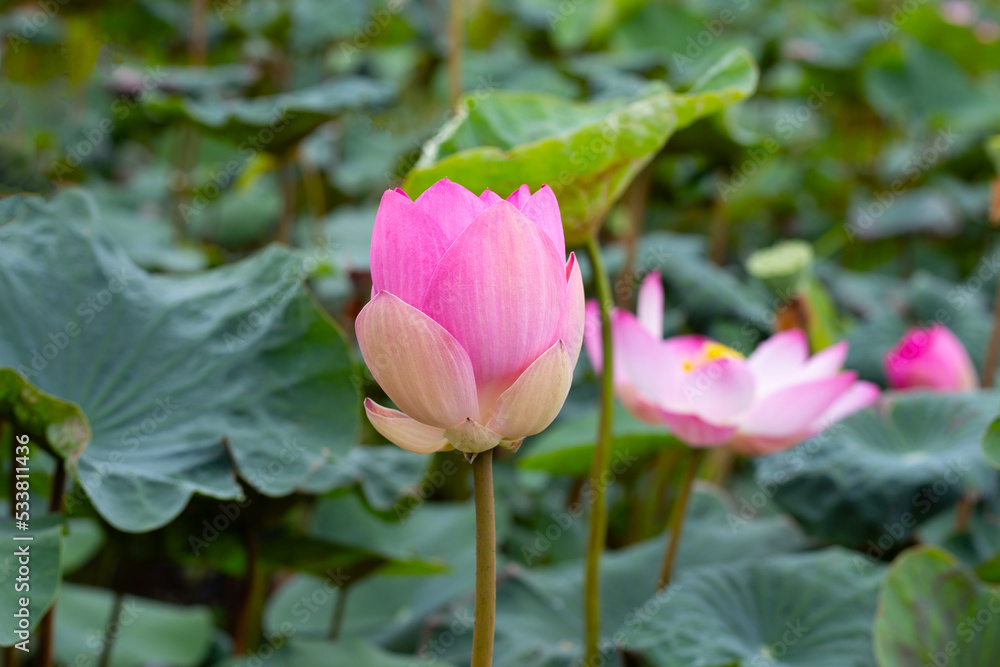 Pink lotus flower blooming in pond with green leaves Pink lotus flower blooming in pond with green leaves