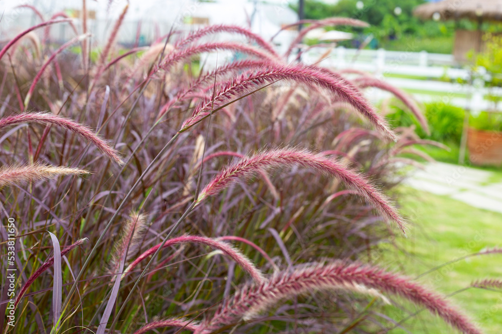 Fountain grass or pennisetum alopecuroides Fountain grass or pennisetum alopecuroides
