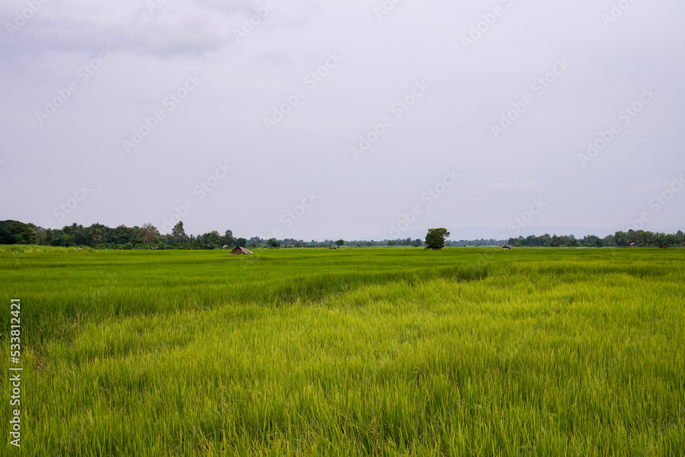 Green rice fields in the countryside in Thailand in the rainy season.