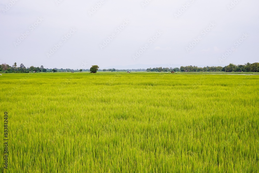 Fototapeta premium Green rice fields in the countryside in Thailand in the rainy season.
