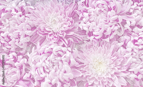 Relief of chrysanthemum flowers. Pink floral background. 3D illustration. 3D render