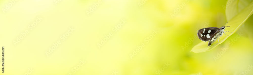 Fototapeta premium Close up Nature of butterfly of green leaf on blurred greenery background in garden. Natural green leaves plants used as spring cover page greenery environment ecology lime green wallpaper