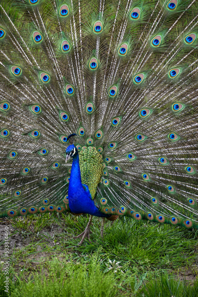 Fototapeta premium peacock with feathers