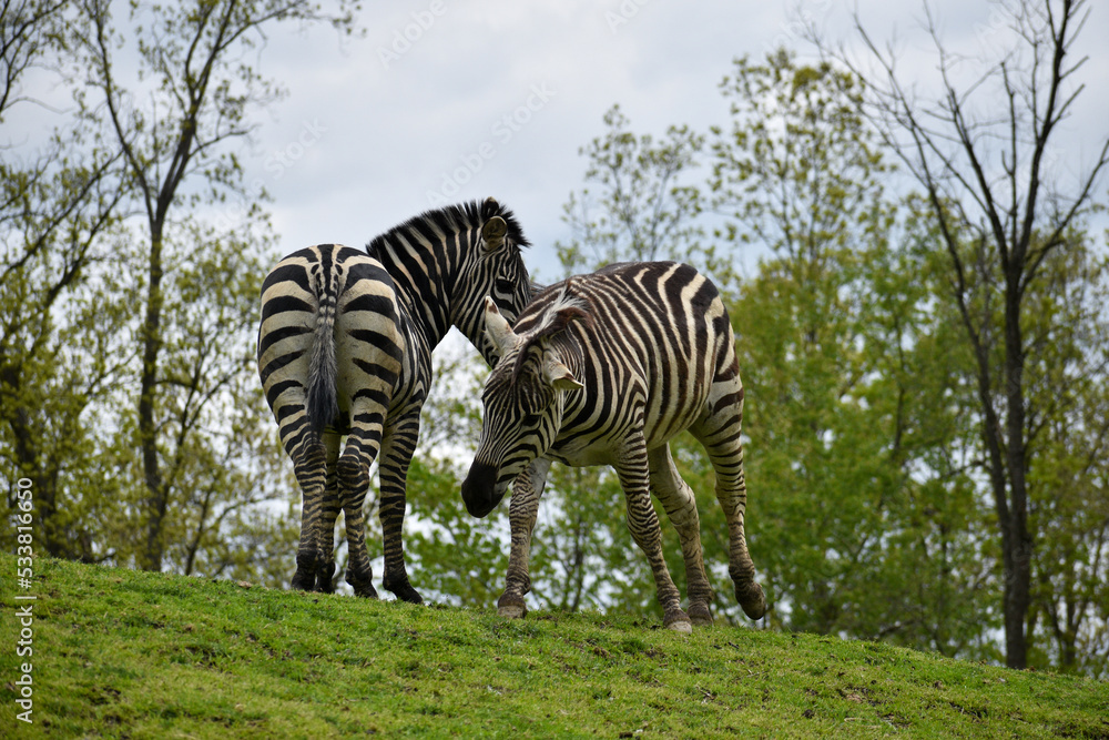 Obraz premium Zebras