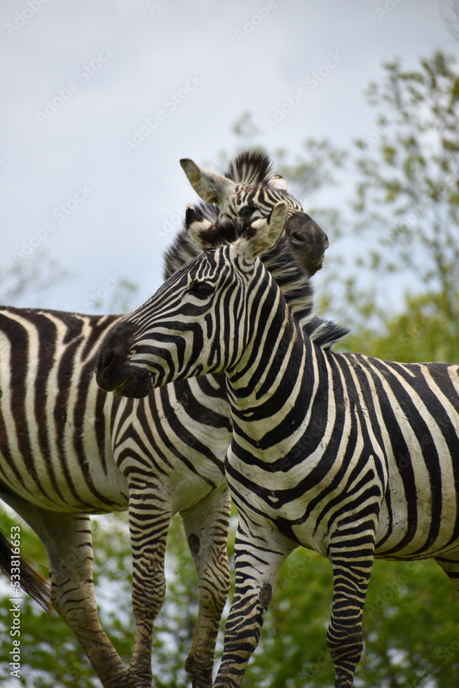 Fototapeta premium Zebra