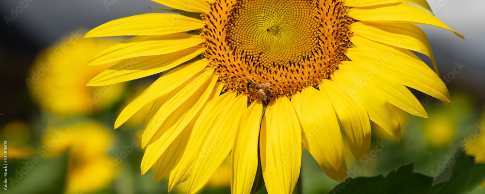 Single Honey Bee Gathering Pollen from a Yellow Sunflower Single Honey Bee Gathering Pollen from a Yellow Sunflower