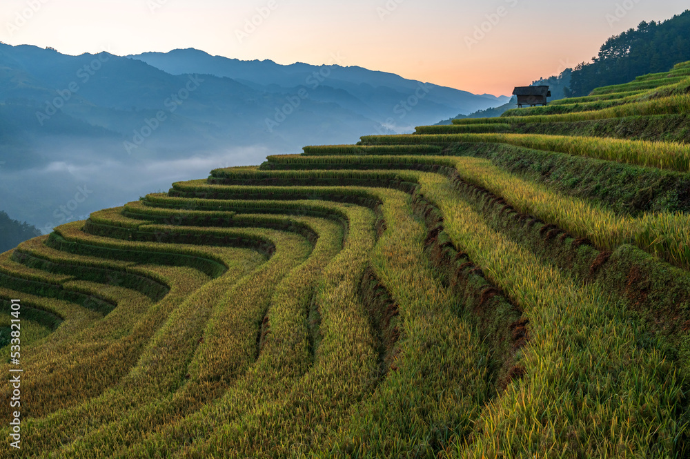 terraced rice field with sunrise in the morning 