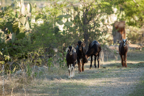 family of baby goats walking and playing on a dirt road