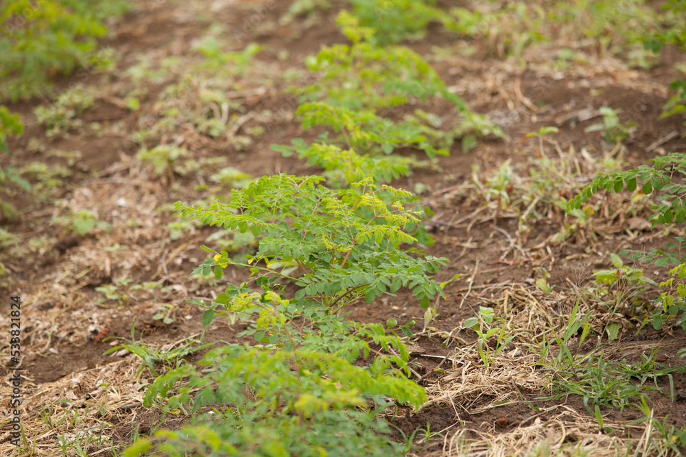 Close up Moringa leafs, trees, farm, nutrition, diet Close up Moringa leafs, trees, farm, nutrition, diet