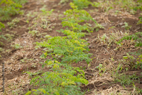 Close up Moringa leafs, trees, farm, nutrition, diet