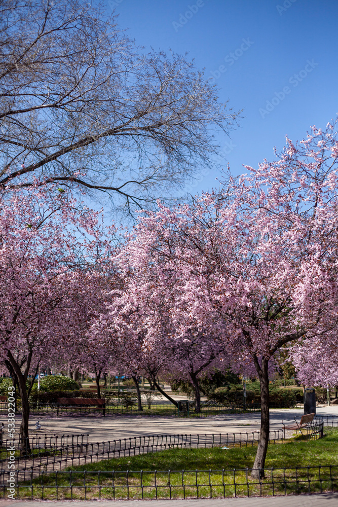 park with pink blossoming trees in autumn