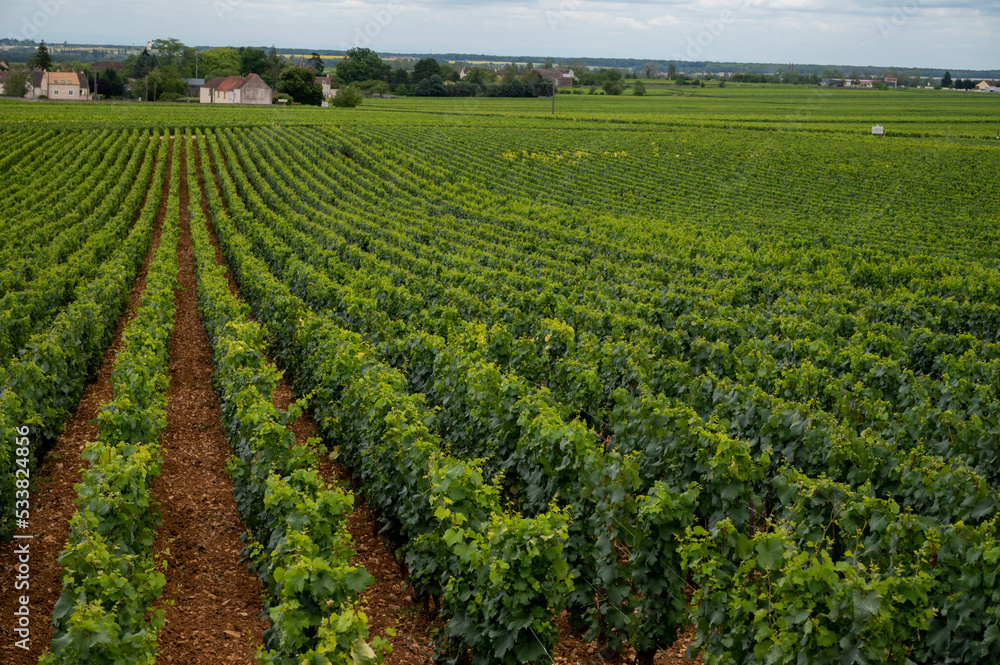 Green vineyards with growing grapes plants, production of high quality famous French white wine in Puligny-Montrachet village, Burgundy, France
