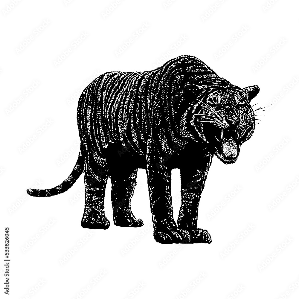 Naklejka premium Malayan Tiger hand drawing vector illustration isolated on background
