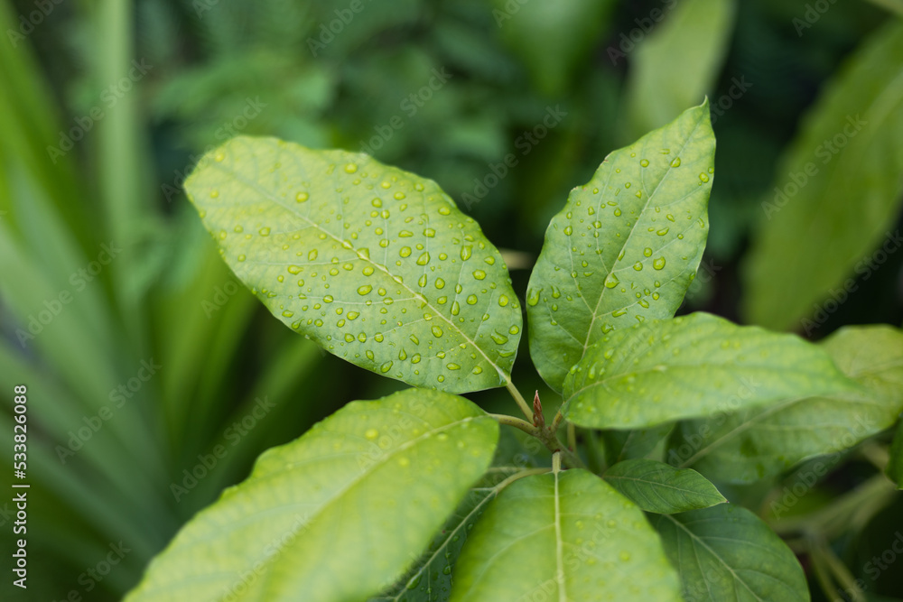close up of green leaves with water drops, green background close up of green leaves with water drops, green background
