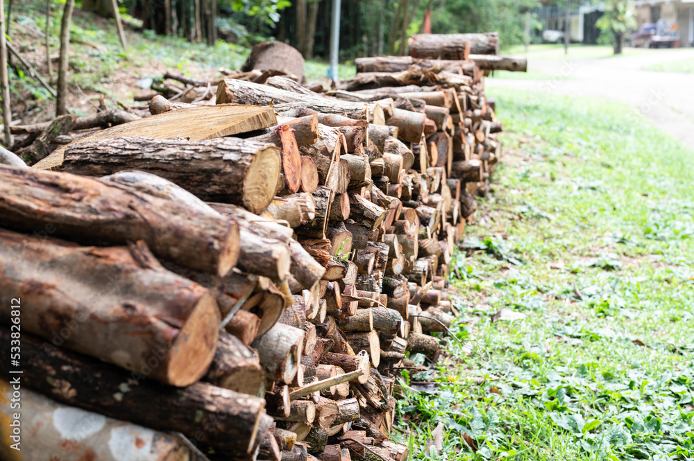 Pile of felled pine logs in the forest