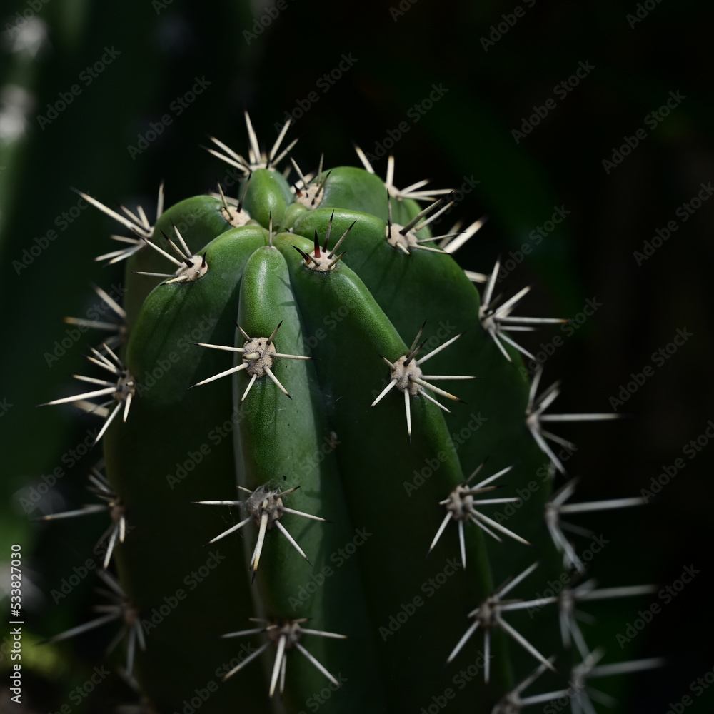 beautiful cactus in the garden beautiful cactus in the garden