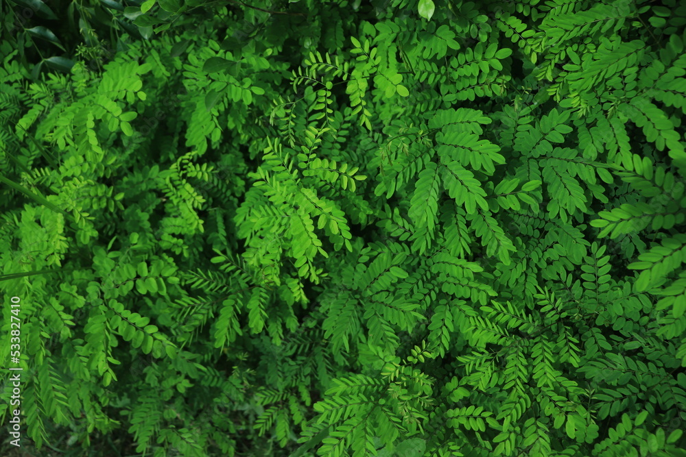 fresh green leaves flat lay background fresh green leaves flat lay background