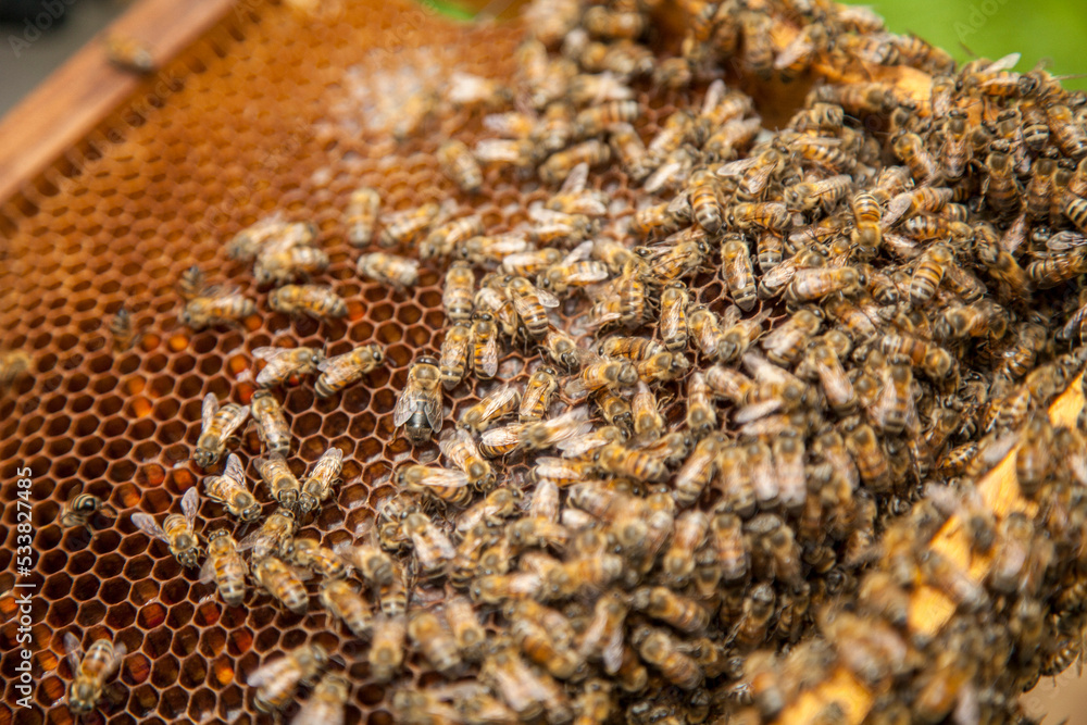 Bee Hive Farm, honey farm, Close up macro of bees being manipulated Bee Hive Farm, honey farm, Close up macro of bees being manipulated