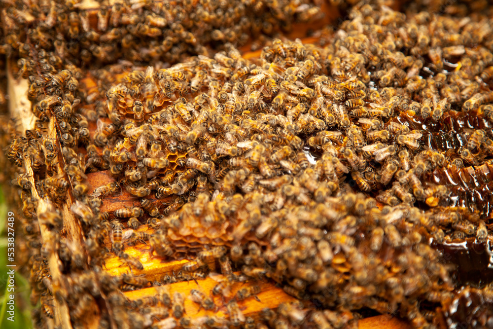 Bee Hive Farm, honey farm, Close up macro of bees being manipulated Bee Hive Farm, honey farm, Close up macro of bees being manipulated