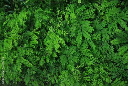 fresh green leaves flat lay background