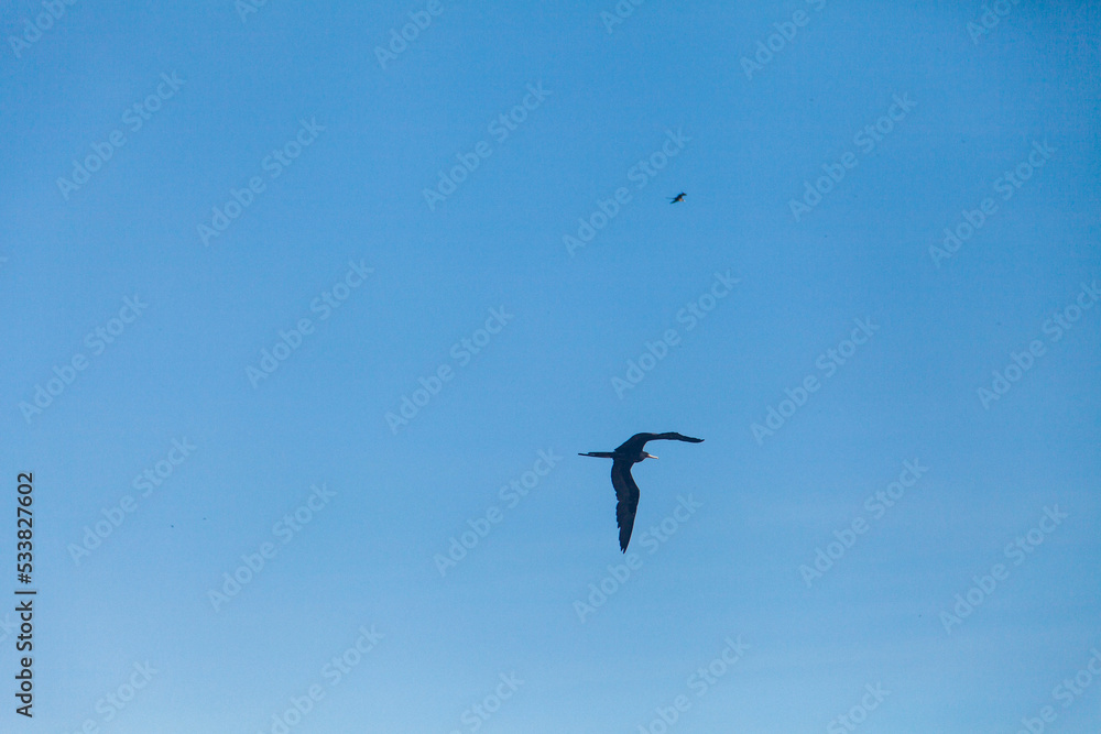 Long shot of flying bird with clouds in the background, seagull Long shot of flying bird with clouds in the background, seagull