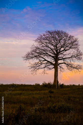 Wallpaper Mural Silhouette of leafless ceibo tree with orange painted clouds in the background Torontodigital.ca