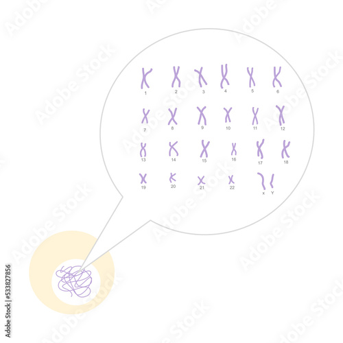 The chromosome number in one normal cell that show 23 pairs : 22 pairs of autosomal and 1 pair of sex chromosome.