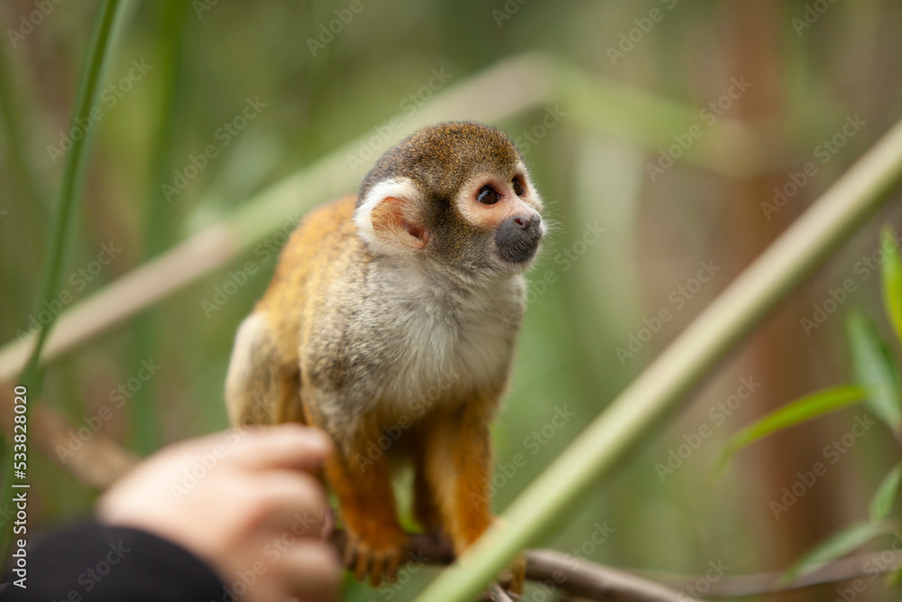 Fototapeta premium Close up telephoto Saimiri monkey staring at the camera on a branch