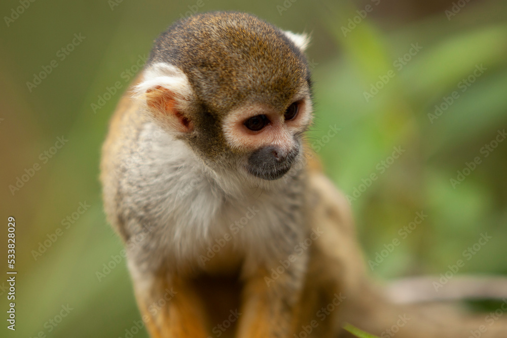 close up of small monkey on tree branches looking around close up of small monkey on tree branches looking around