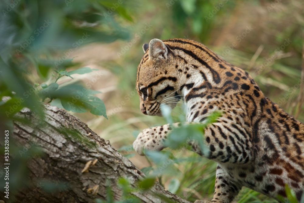 Telephoto close up of ocelot climbing up a slanted tree Telephoto close up of ocelot climbing up a slanted tree