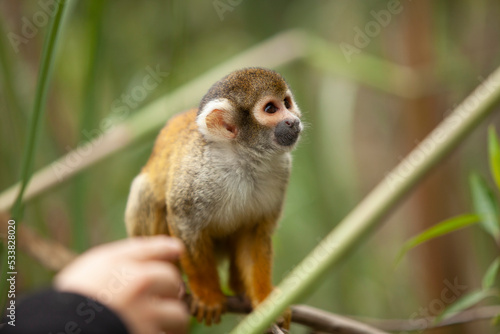 Close up telephoto Saimiri monkey staring at the camera on a branch © Giuseppe