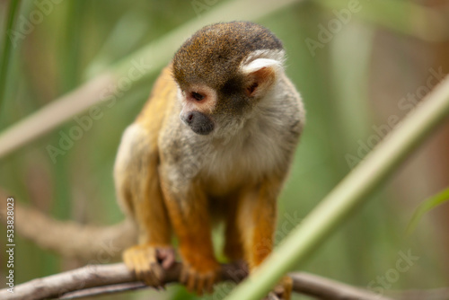 close up of small monkey on tree branches looking around © Giuseppe