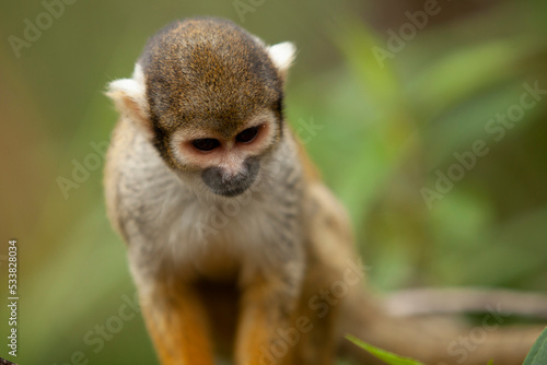 close up of small monkey on tree branches looking around © Giuseppe