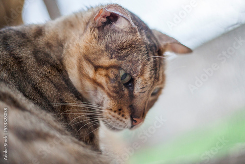 black and whit portrair of a cat mixed with bobcat photo