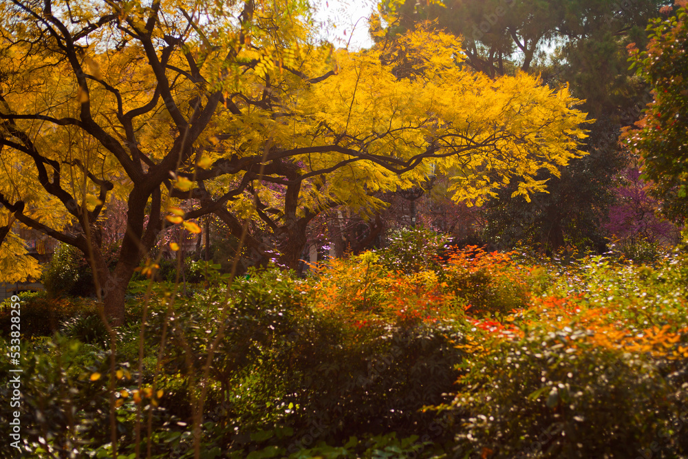 Photo of park in barcelona, autumn trees, bush landscape, yellow leafs, flora