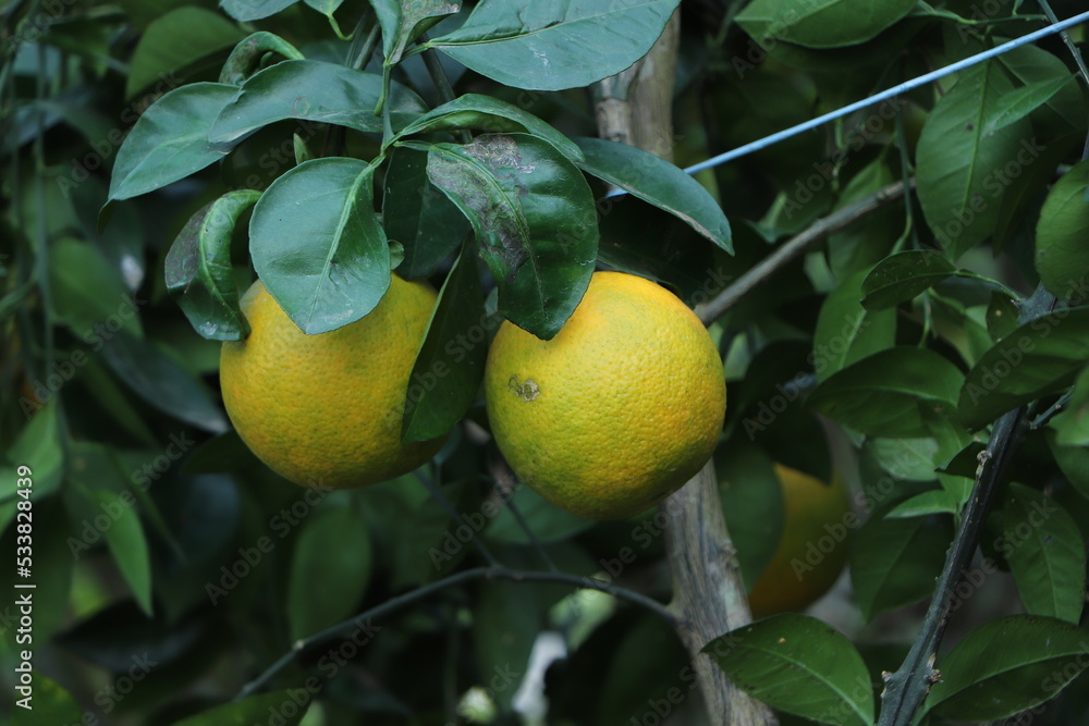 Ripe organic oranges on the tree in sunny day.