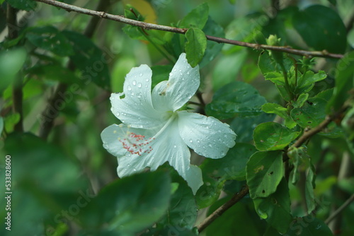 Hibiscus rosa-sinensis or is a genus of flowering plants in the mallow family, Malvaceae. It was a Malaysian national flower call Bunga Raya. (shallow dept of field) photo