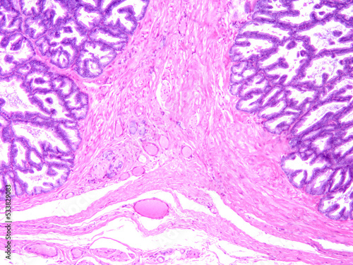 Histology of human tissue, show epithelial tissue and connective tissue with microscope view from laboratory (not Illustration Designation)