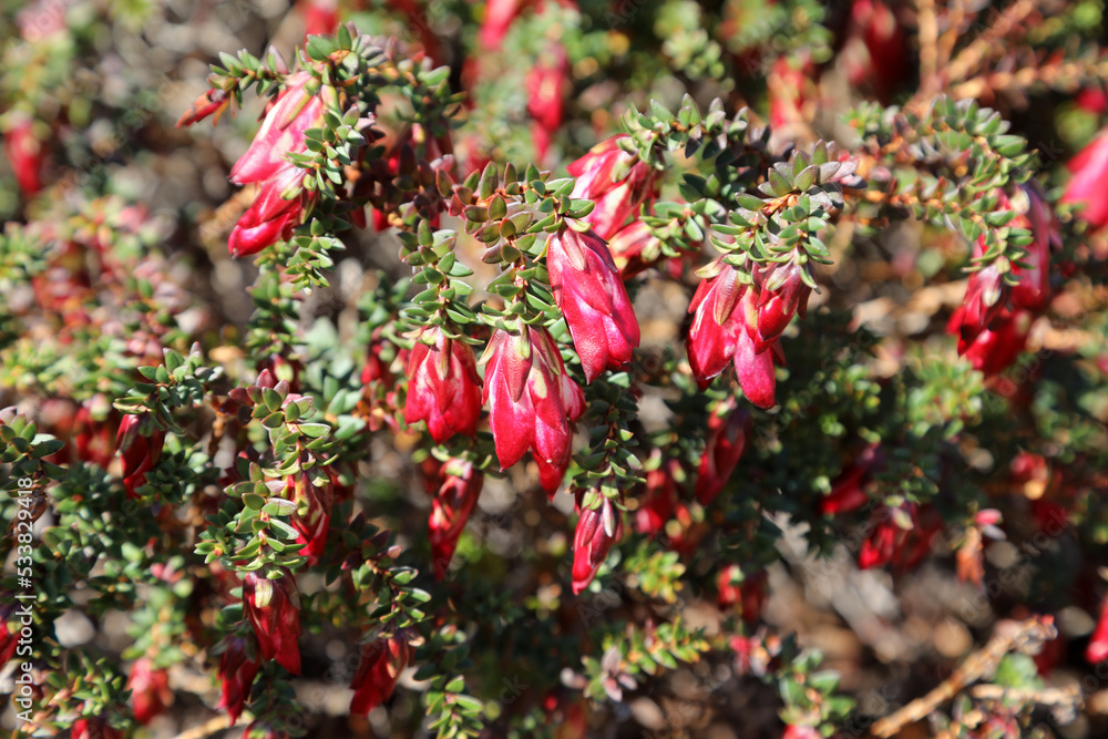 Royal Botanic Gardens Cranbourne Victoria, Australia. Arid and native plant exhibits and landscapes Royal Botanic Gardens Cranbourne Victoria, Australia. Arid and native plant exhibits and landscapes