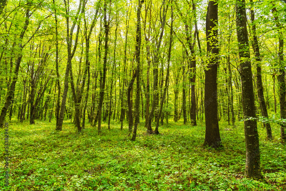 Sun beams through thick trees branches in dense green forest Sun beams through thick trees branches in dense green forest