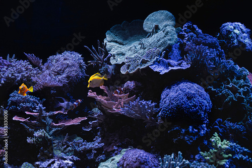 Fototapeta Naklejka Na Ścianę i Meble -  Closeup of a colorful coral reef in aquarium. Background