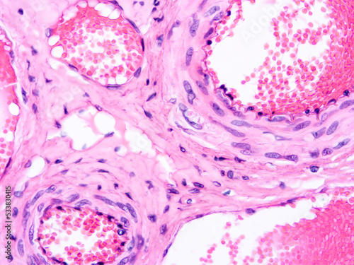 Histology of human tissue, show  epithelial tissue and connective tissue with microscope view  from laboratory (not Illustration Designation)