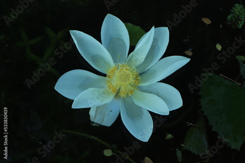 Lotus flower on a pond in early morning