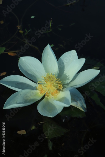 white lotus flower