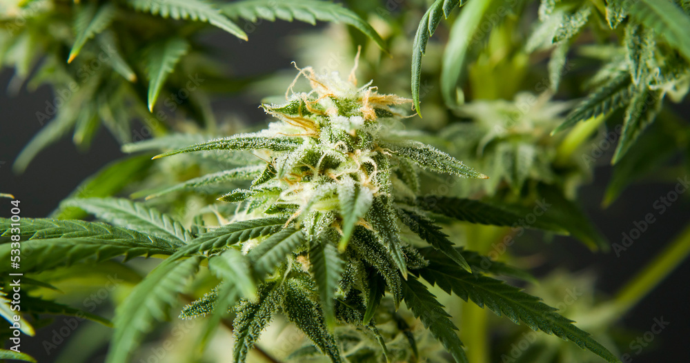marihuana cbd thc bud flowering harvest trichomes cannabis flower marihuana cbd thc bud flowering harvest trichomes cannabis flower