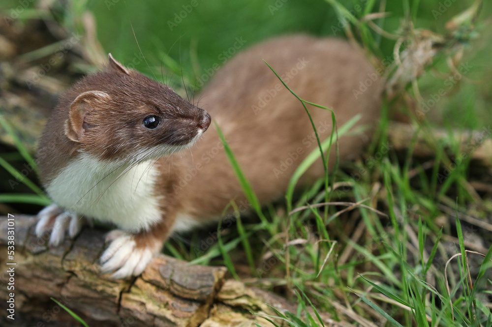 A Stoat, Mustela Erminea, hunting around for food in a pile of logs. A Stoat, Mustela Erminea, hunting around for food in a pile of logs.