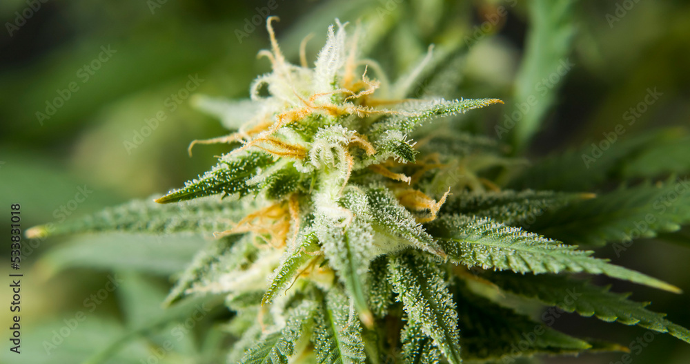 marihuana cbd thc bud flowering harvest trichomes cannabis flower marihuana cbd thc bud flowering harvest trichomes cannabis flower