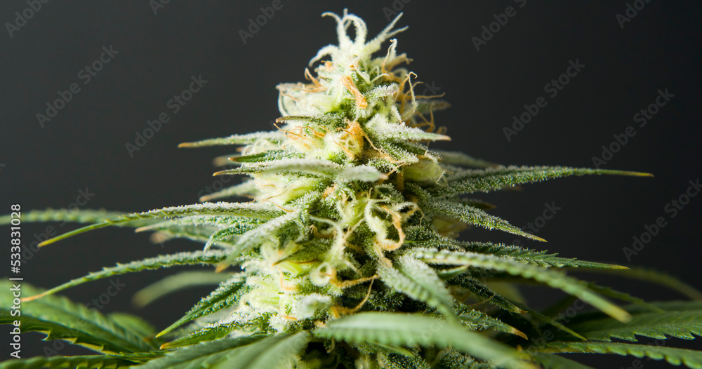 marihuana cbd thc bud flowering harvest trichomes cannabis flower marihuana cbd thc bud flowering harvest trichomes cannabis flower