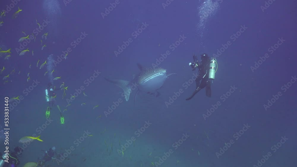 An underwater photographer in a hat takes a photo of a whale shark. The shark swims away from him in my direction and beautifully swims diagonally above me in the frame An underwater photographer in a hat takes a photo of a whale shark. The shark swims away from him in my direction and beautifully swims diagonally above me in the frame